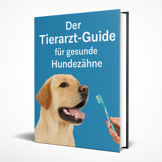 Der Tierarzt-Guide für gesunde Hundezähne